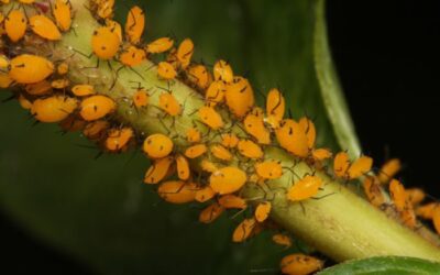 Orange Aphids on Milkweed