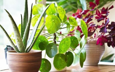 Plant Parenthood – Keeping Your Plants Happy During Winter