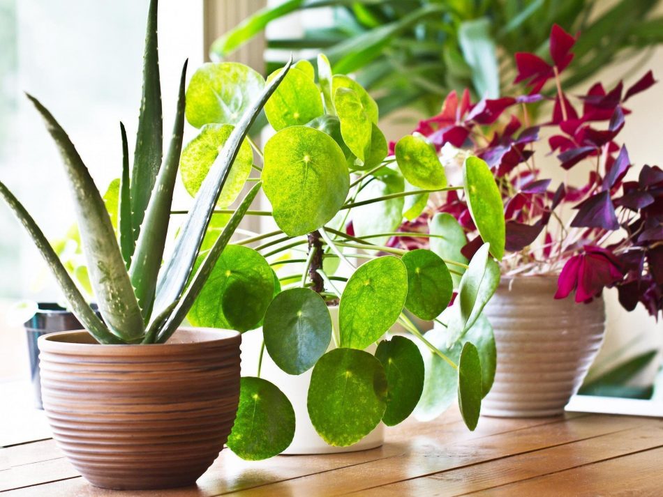 Plant Parenthood – Keeping Your Plants Happy During Winter