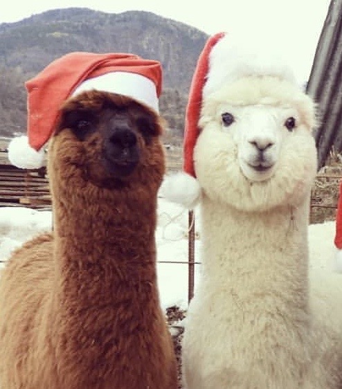 Alpacas with santa hats