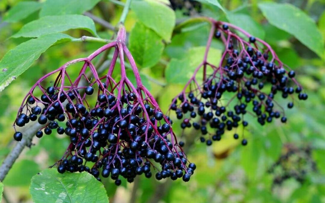 Elderberry or Sambucus