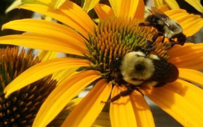 Certify Your Pollinator Garden