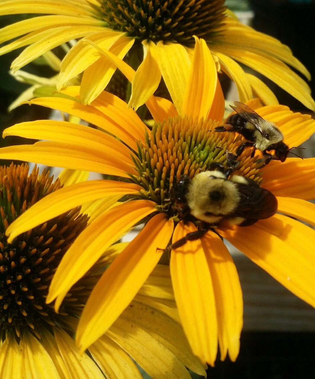 Certify Your Pollinator Garden