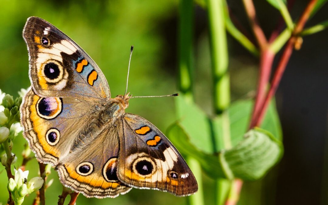 Common Buckeye Butterfly by Peter Dixon
