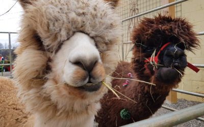 ALPACAS and Small Business Saturday!