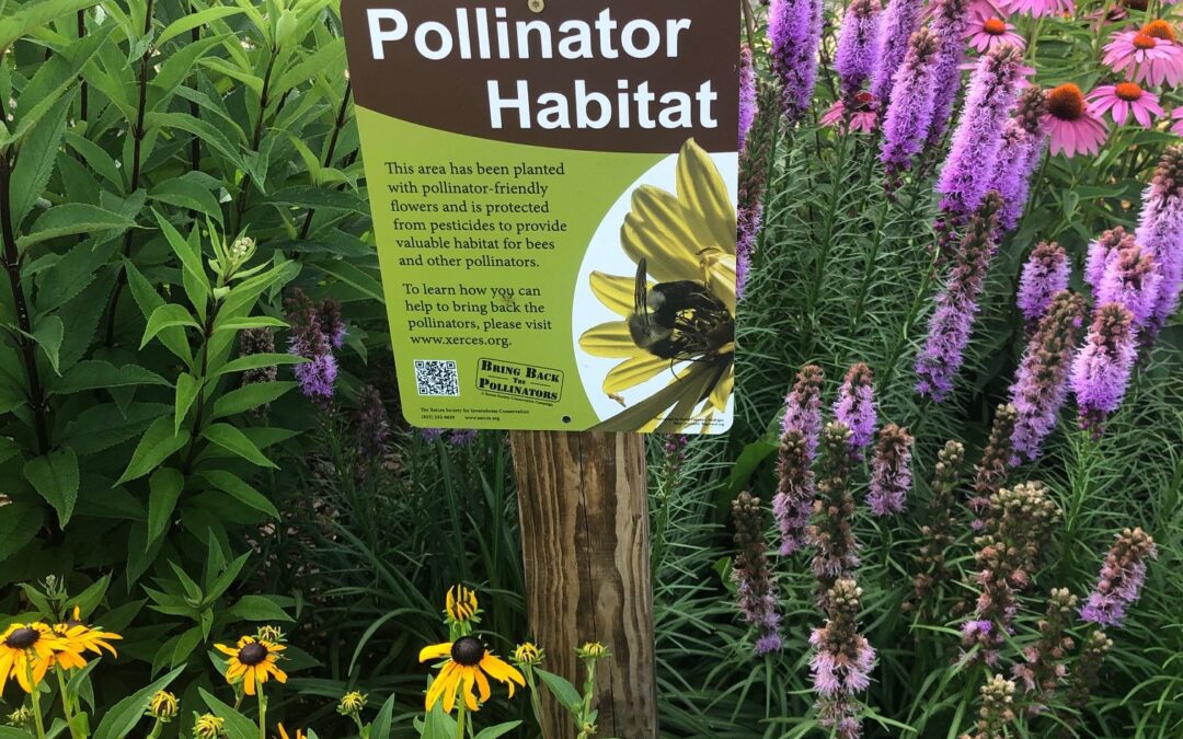 Pollinator Garden at Reems Creek Nursery