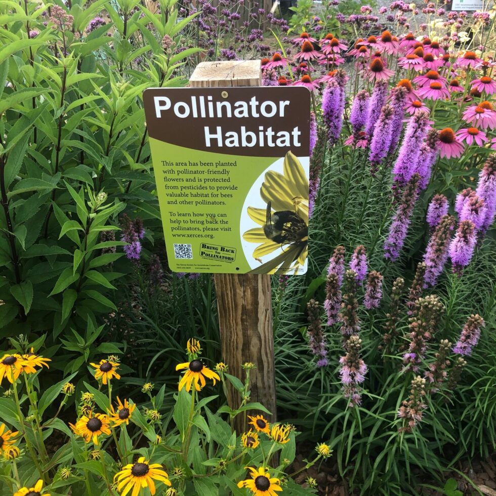 Plant a Pollinator Garden ZOOM Workshop | Reems Creek Nursery