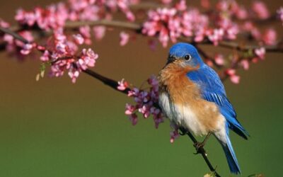 A Songbird in Your Garden
