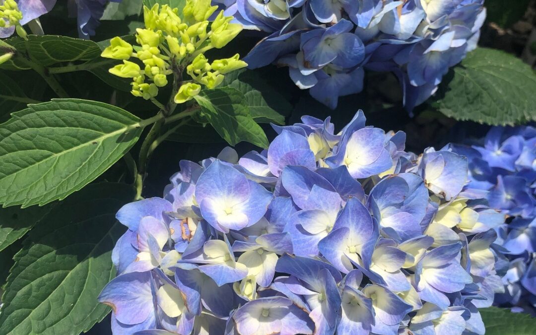 Hydrangeas – Summer Beauties