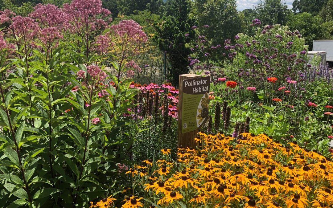 Pollinator Garden at Reems Creek Nursery