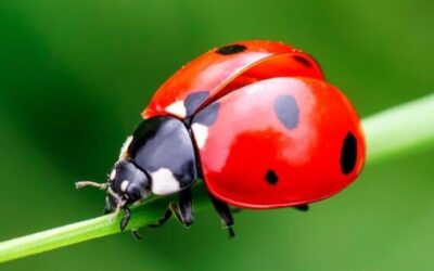 Ladybugs Love Aphids
