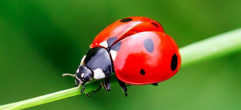 Ladybugs Love Aphids