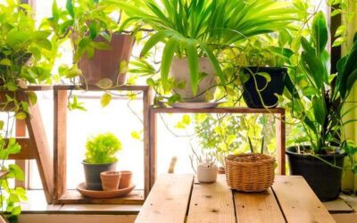 Bringing Houseplants Indoors – What You Need to Know
