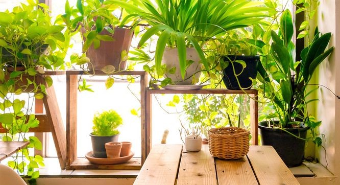 Bringing Houseplants Indoors – What You Need to Know