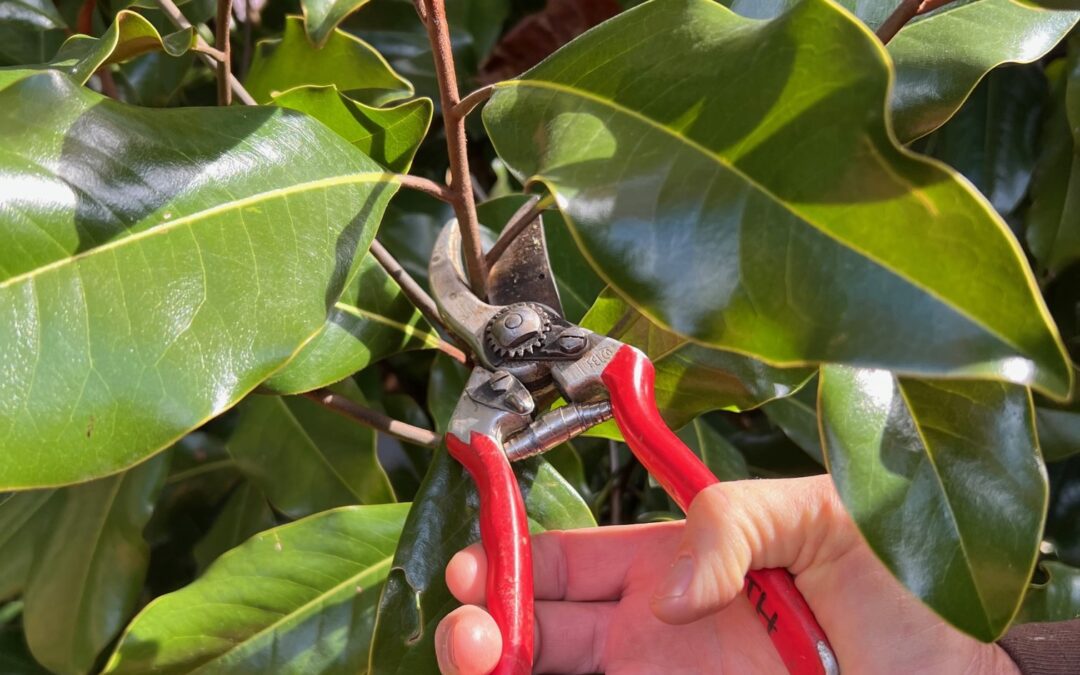 Pruning a Magnolia
