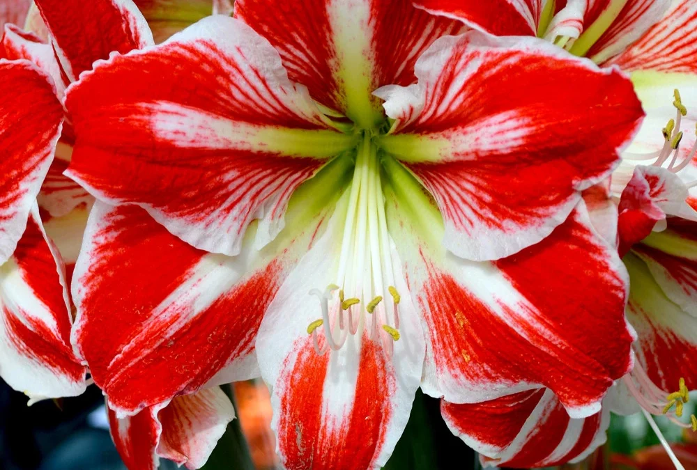 Get Gorgeous for the Holidays – Plant Amaryllis Bulbs!