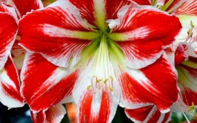 Get Gorgeous for the Holidays – Plant Amaryllis Bulbs!