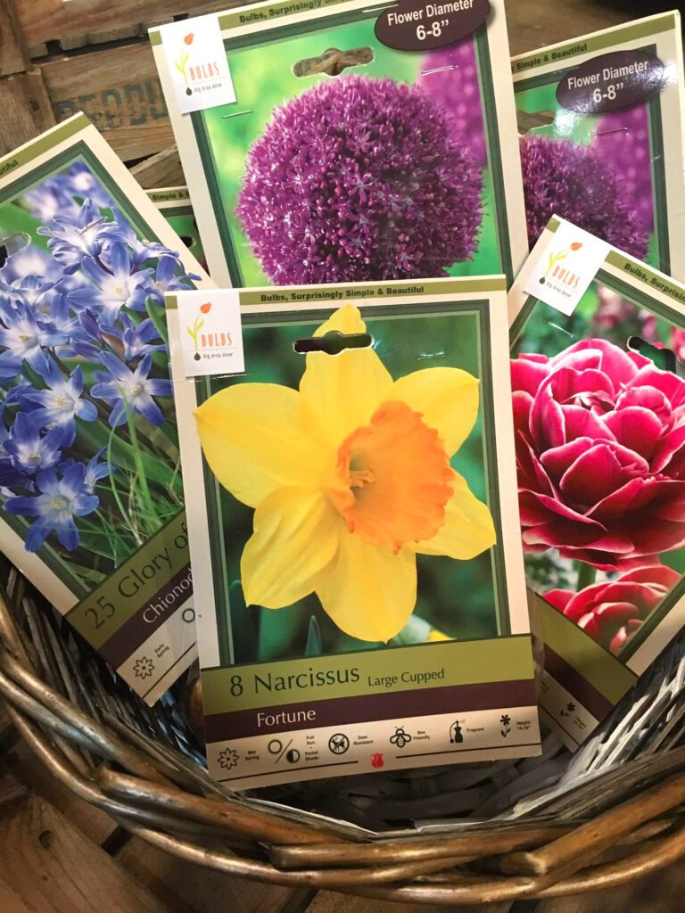 Plant fall bulbs for spring blooms.
