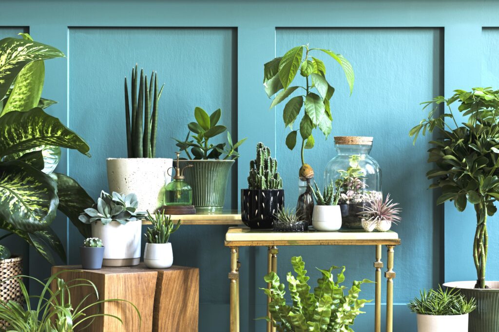 Houseplants in Blue Room