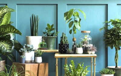 Houseplants 101:  A Beginners Guide to Cultivating an Indoor Jungle