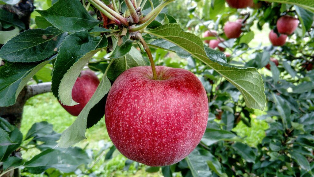 Apple tree with fruit