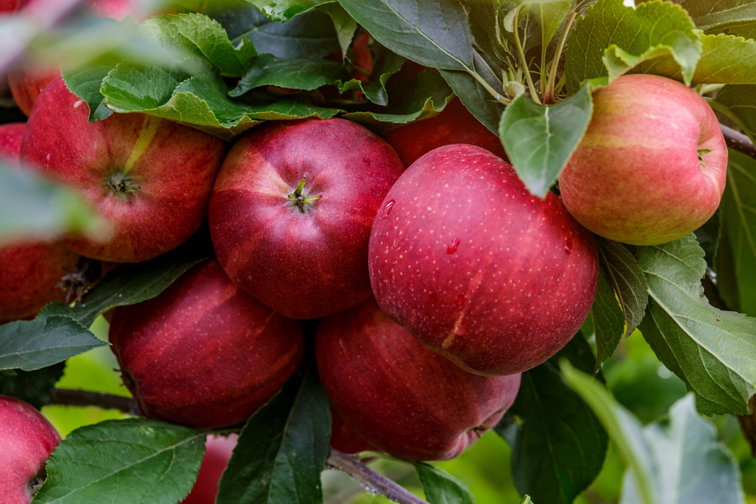 Apples on a tree. Apple trees are available at Reems Creek Nursery.