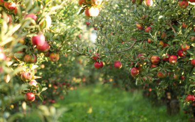 Apple Trees – Heirloom vs. Modern?