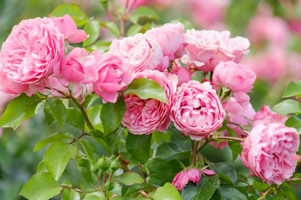 Pink English Roses, Reems Creek Nursery