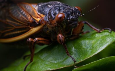 Periodical Cicadas – Brood XIX – No Need to Panic