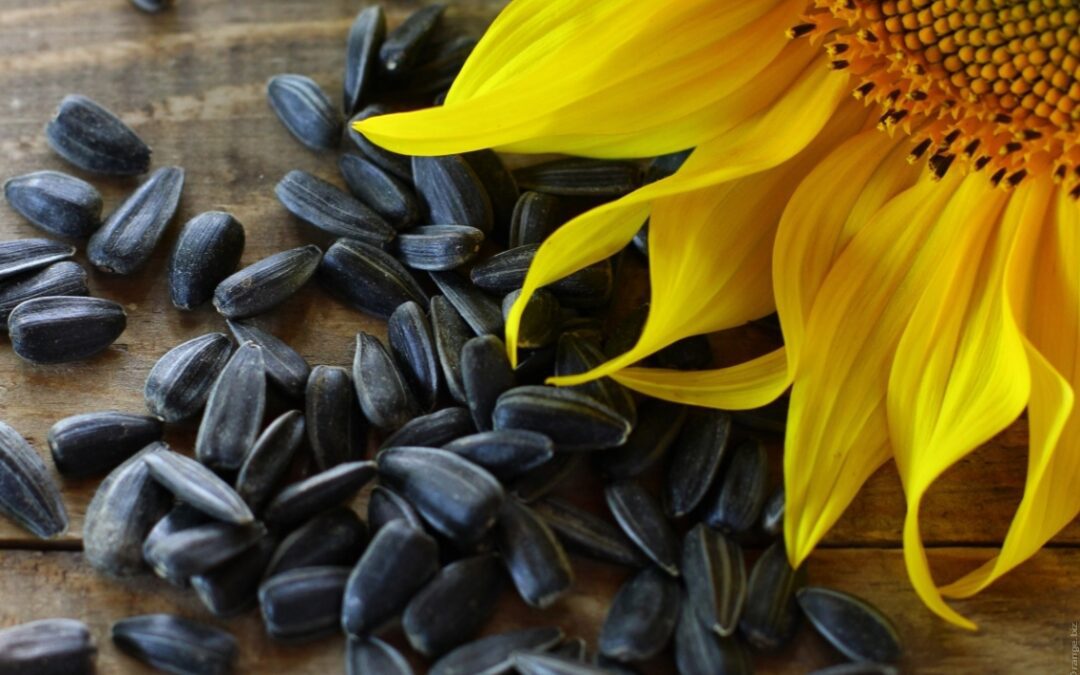 Seed Types Demystified: Heirloom, Open-Pollinated, and More
