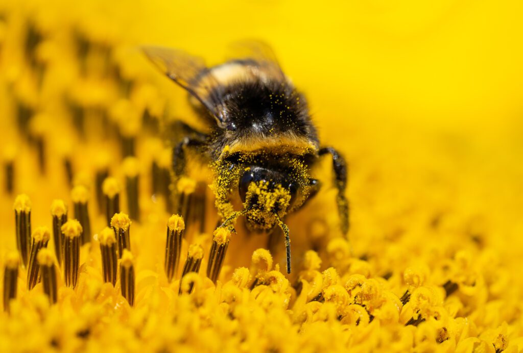 Bumblebee on yellow flower pollination celebration