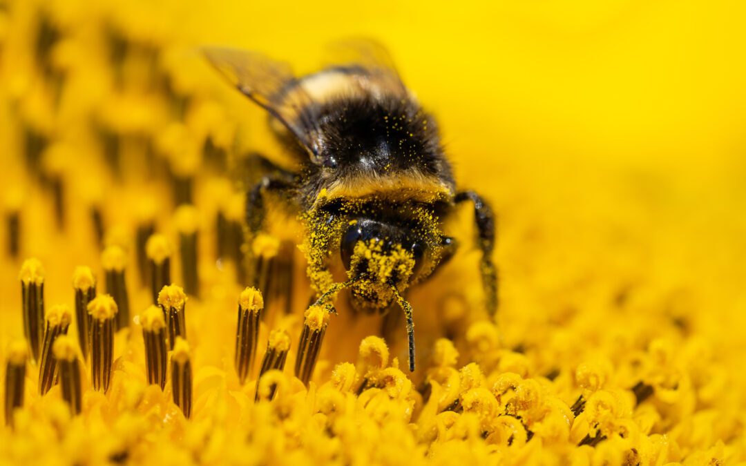 Get Buzzy for Pollination Celebration- June 2024