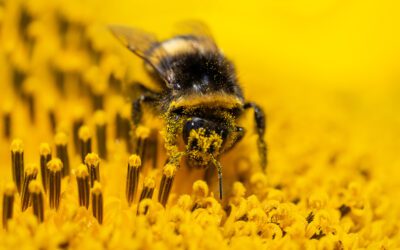 Get Buzzy for Pollination Celebration- June 2024