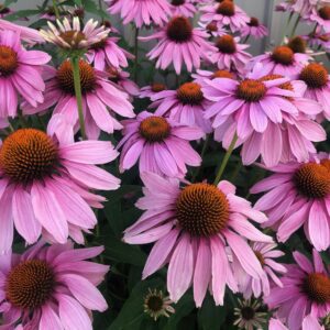 Echinacea in Reems Creek Pollinator Garden