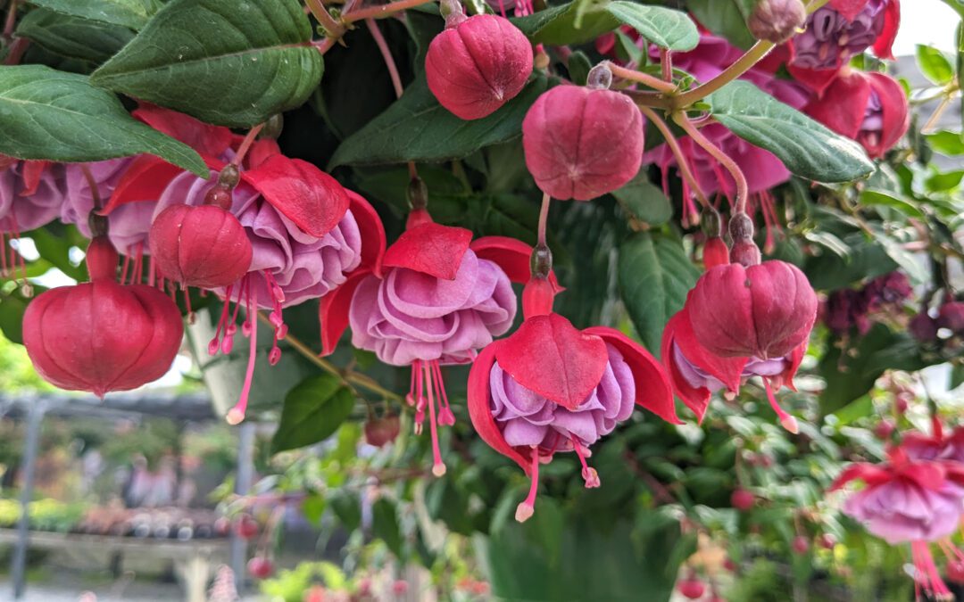 The Magic of Fuchsias