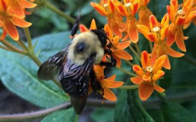 Introduction to Pollinators