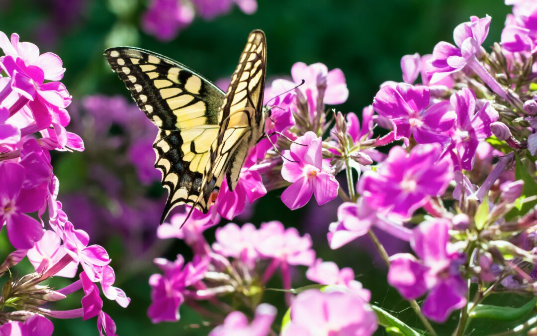 Plant a Pollinator Garden