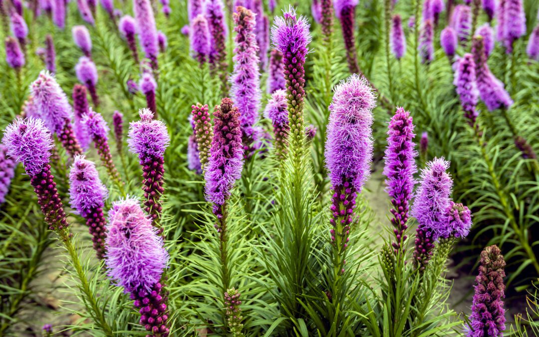 Lovely Liatris