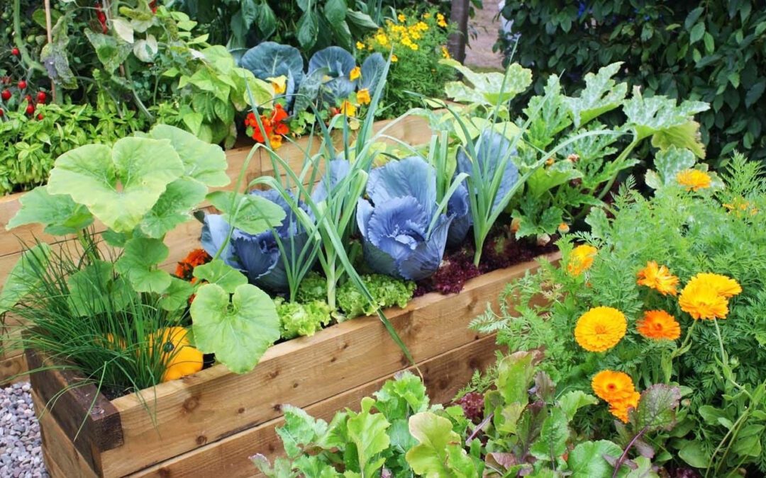 Companion Planting for the Vegetable Garden