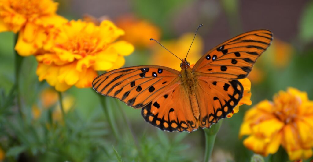 Gulf Fritillary Butterfly