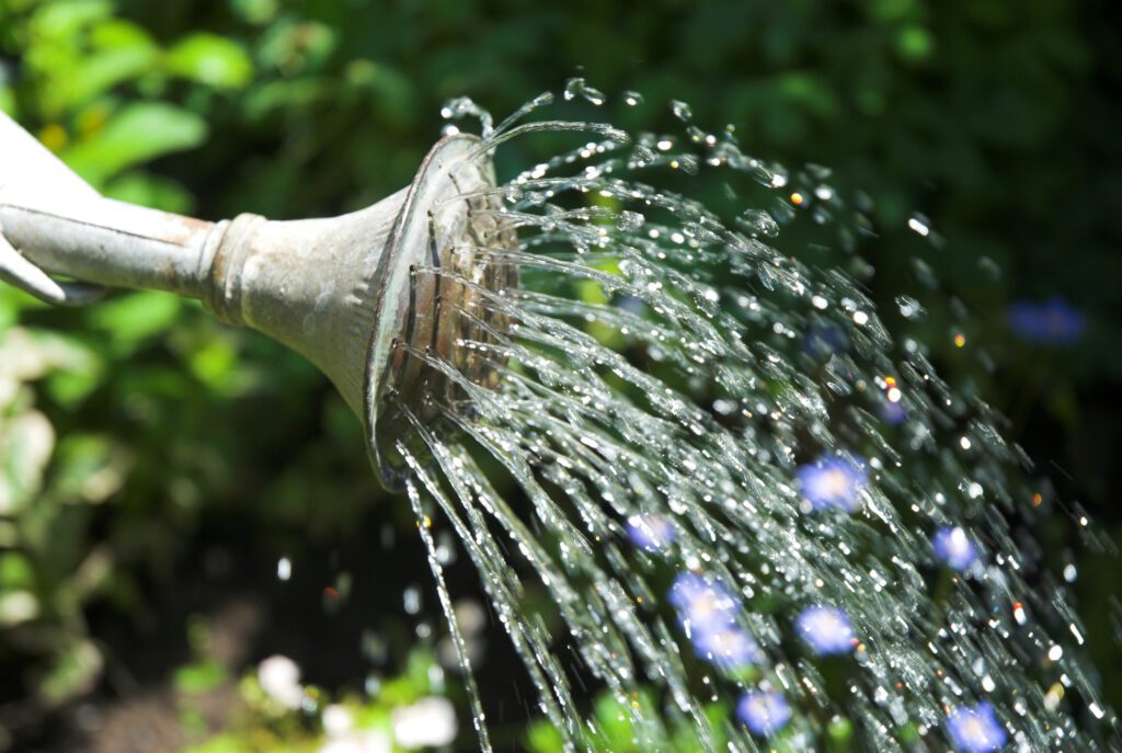 Watering Can Water Your Plants