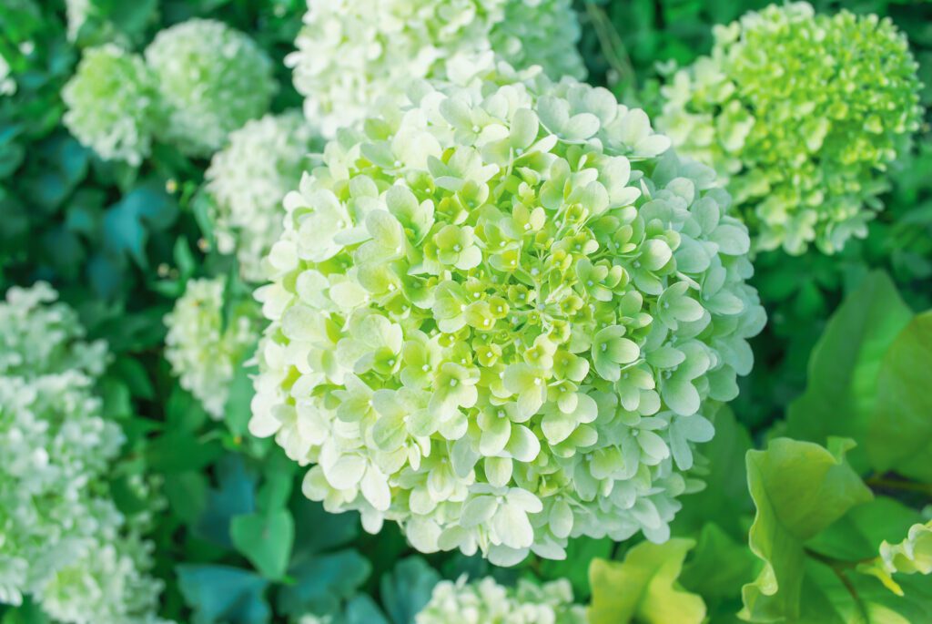 Hydrangea Annabelle