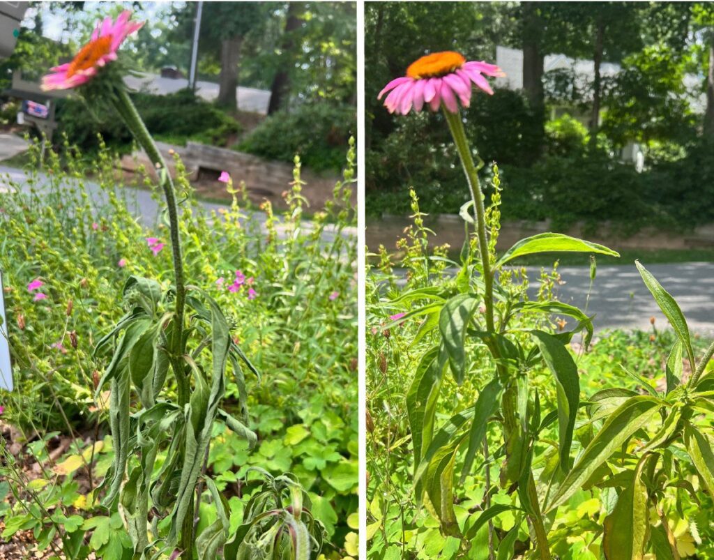 wilted not wilted echinacea