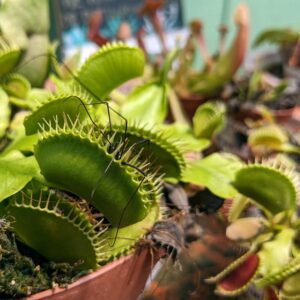 Venus Fly Traps. One trap is clamped around and eating a bug.