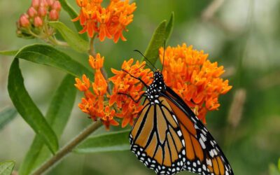 Good Monarch News & How You Can Help