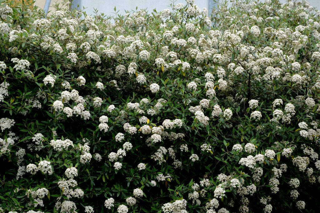 Prague Viburnum