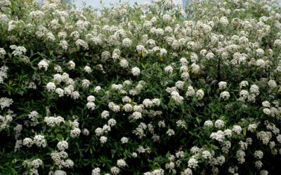 Prague Viburnum – A Wonderful Evergreen Shrub