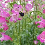 Bumblebee with Red Rocks Penstemon