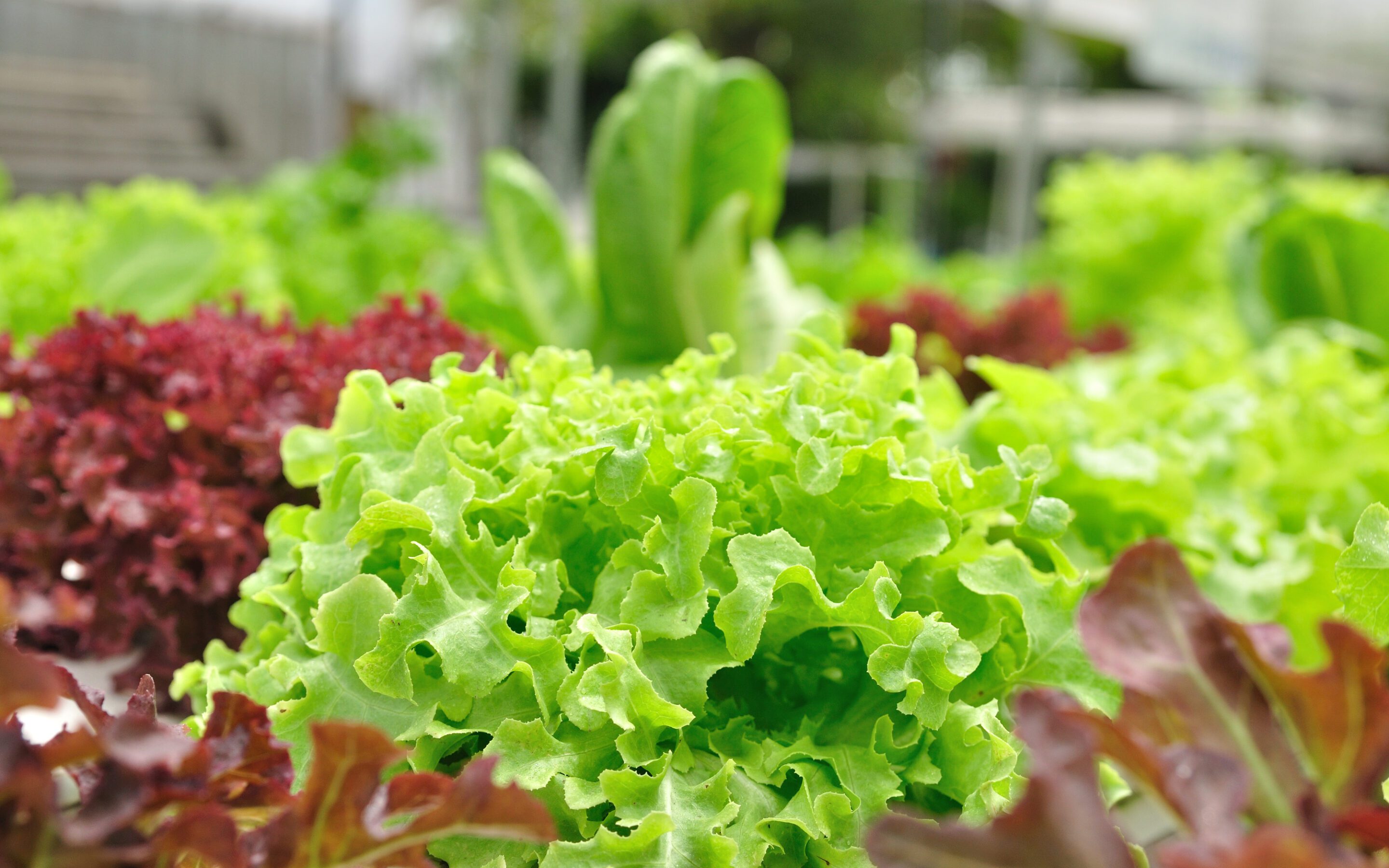 Get Your Garden Ready for Fresh Fall Veggies!