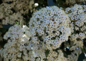 Prague viburnum flowers